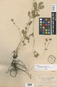 Media resource of Drymocallis gracilis