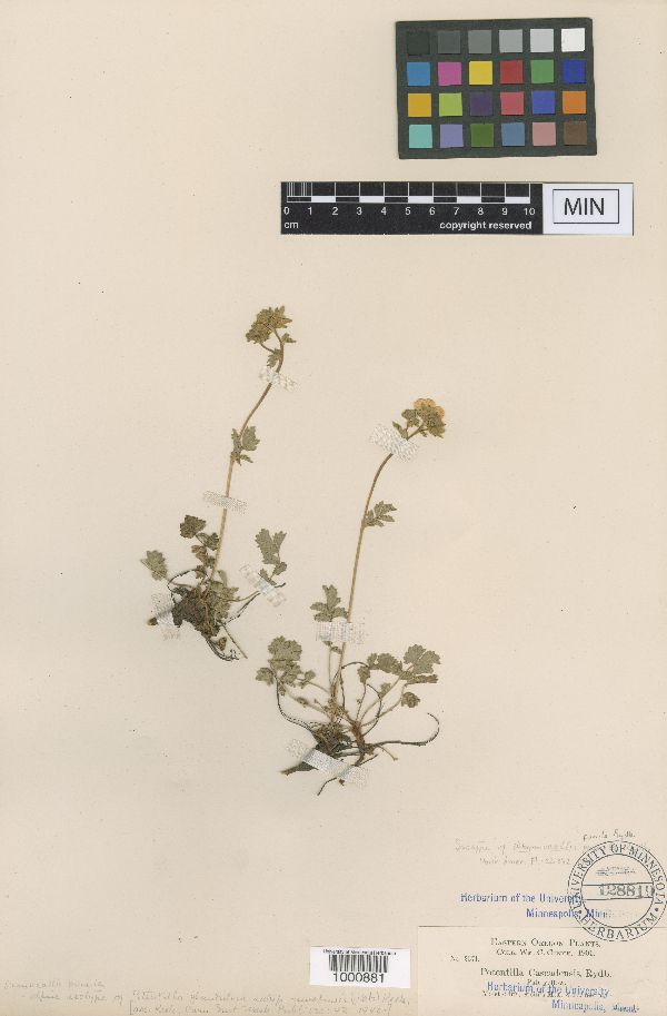 Drymocallis pseudorupestris image