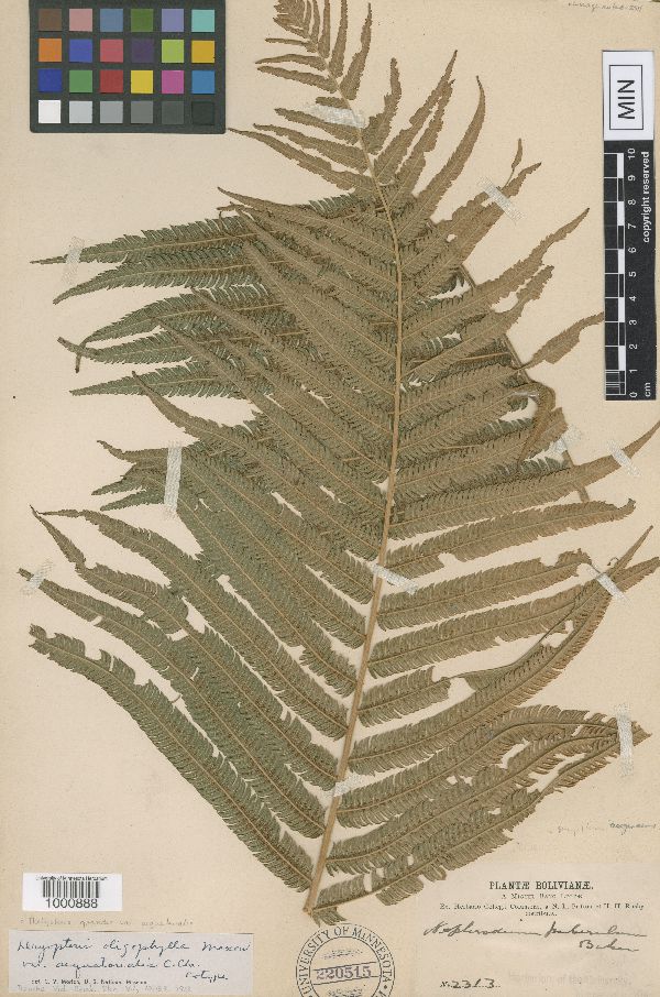 Thelypteris clivalis image