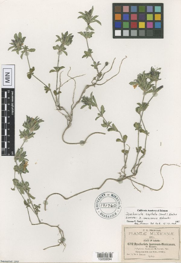 Dyschoriste capitata image