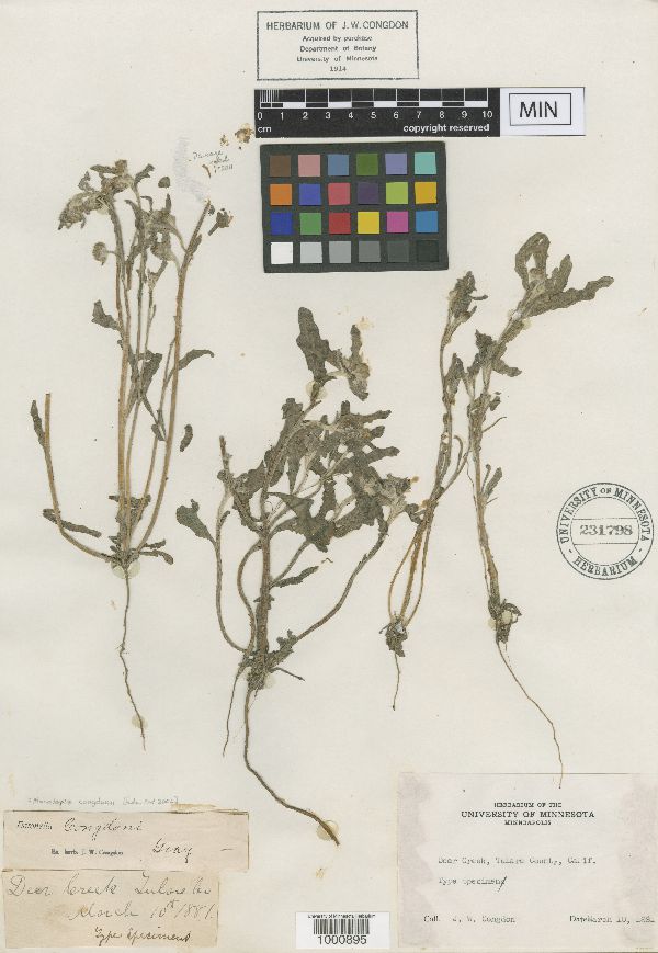 Monolopia congdonii image
