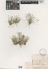 Image of Eleocharis bonariensis