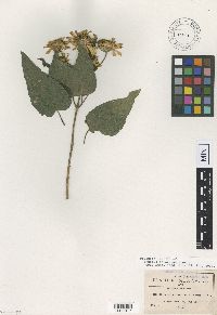 Image of Encelia squarrosa