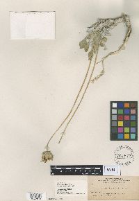 thumbnail image of current specimen