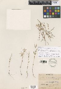 Epilobium minutum image