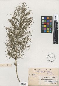 Image of Equisetum sylvaticum