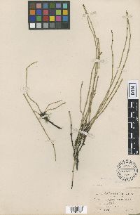 thumbnail image of current specimen