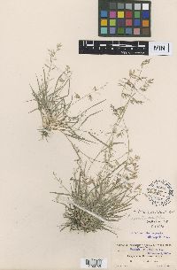 Media resource of Eragrostis cumingii