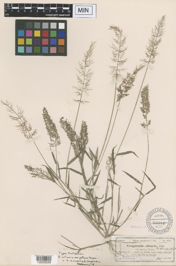 Eragrostis amabilis image