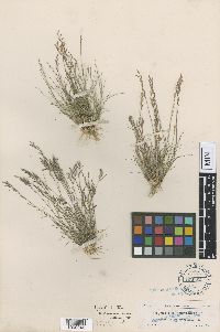 Media resource of Eragrostis cubensis