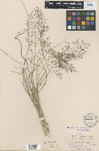 Eragrostis pectinacea image