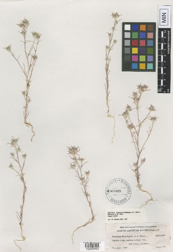Eriastrum brandegeeae image