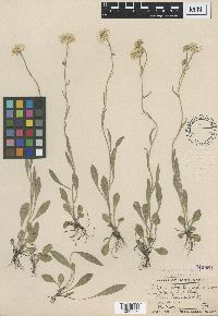 Image of Erigeron glabellus
