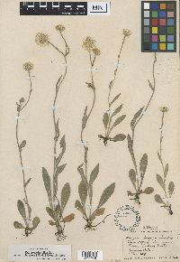 Erigeron glabellus image