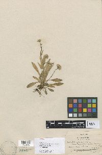 Image of Erigeron elatus