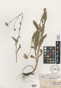 Image of Erigeron aliceae