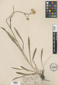Erigeron glabellus var. pubescens image