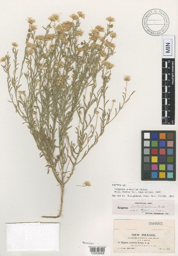 Erigeron bellidiastrum var. arenarius image