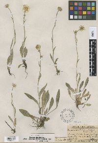 Erigeron glabellus var. pubescens image