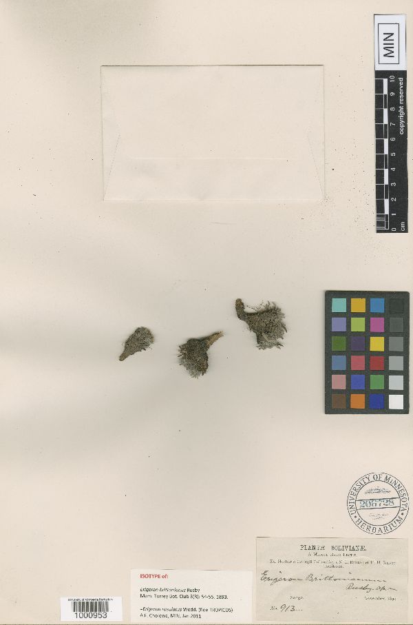 Erigeron rosulatus image