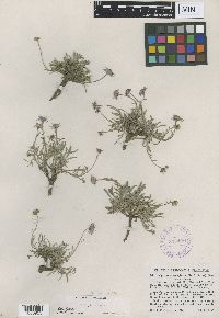 Image of Erigeron clokeyi