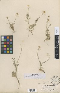 thumbnail image of current specimen