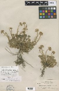 Erigeron compositus image
