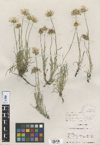 Image of Erigeron davisii