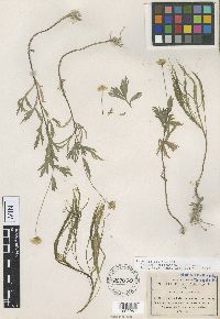 Image of Erigeron heteromorphus