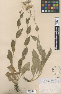 Erigeron glacialis image