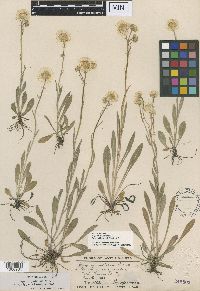 Erigeron glabellus var. glabellus image