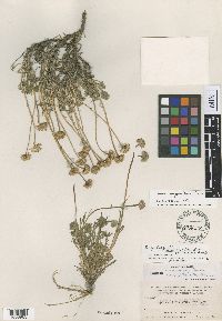 Erigeron compositus image