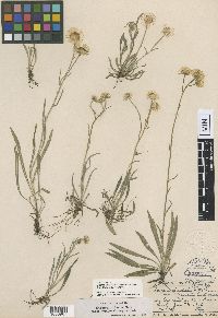 Erigeron glabellus var. glabellus image