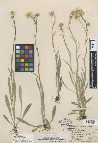 Erigeron glabellus var. pubescens image