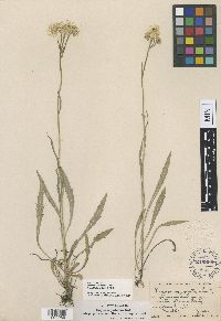 Erigeron glabellus var. pubescens image
