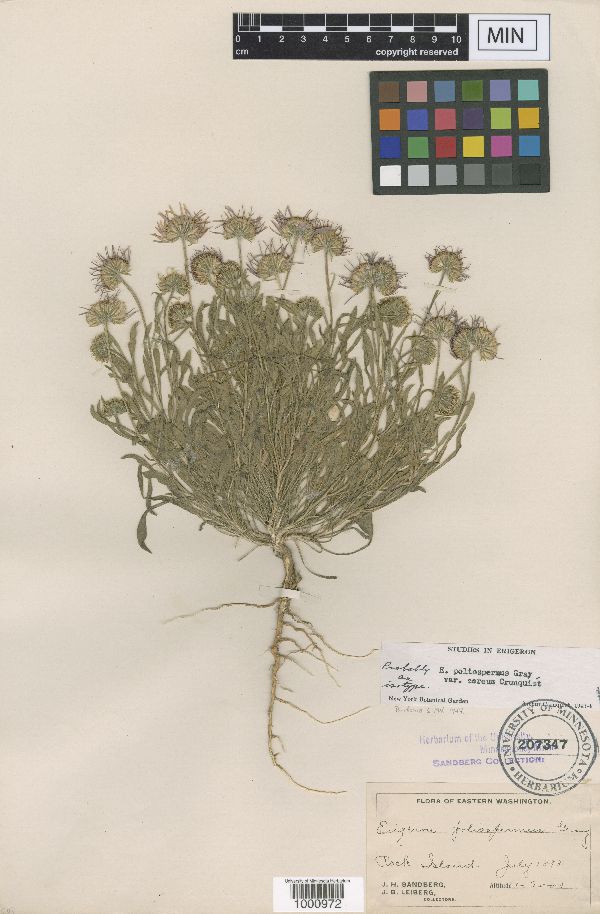 Erigeron poliospermus var. cereus image