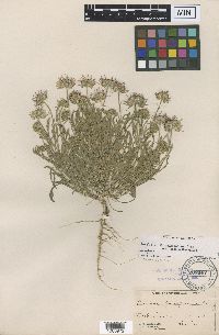 Erigeron poliospermus image