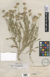thumbnail image of current specimen