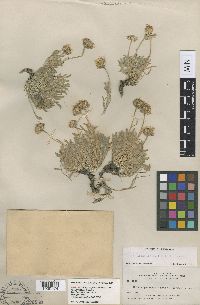 Image of Erigeron latus