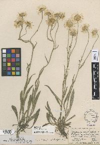 Erigeron glabellus var. pubescens image
