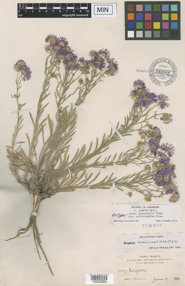 Erigeron pumilus subsp. intermedius image