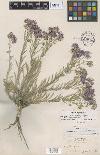 Erigeron pumilus image
