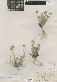 Erigeron pumilus subsp. intermedius image