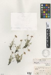 thumbnail image of current specimen