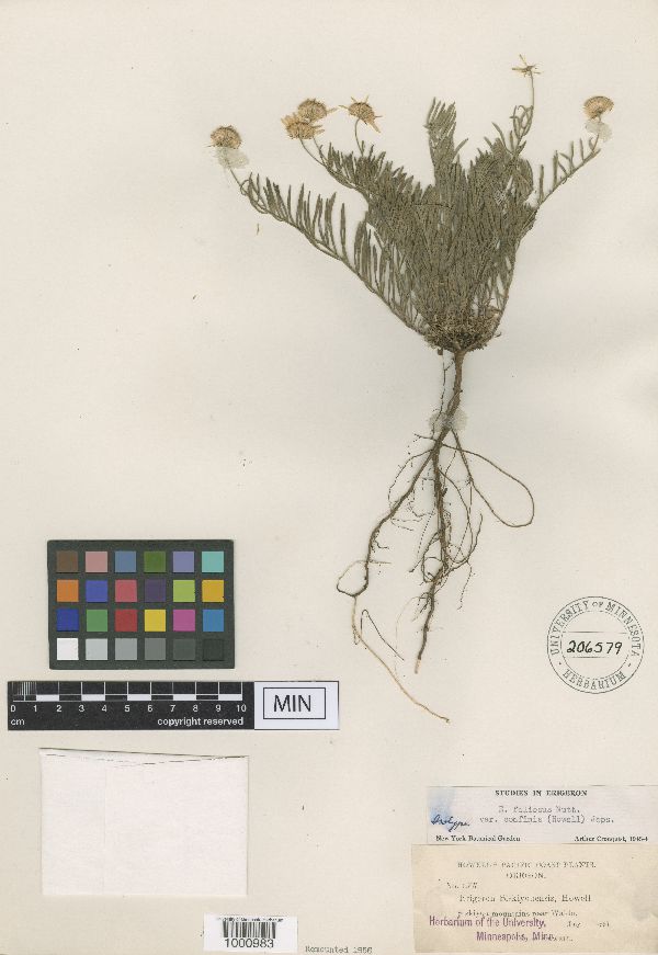 Erigeron foliosus var. confinis image