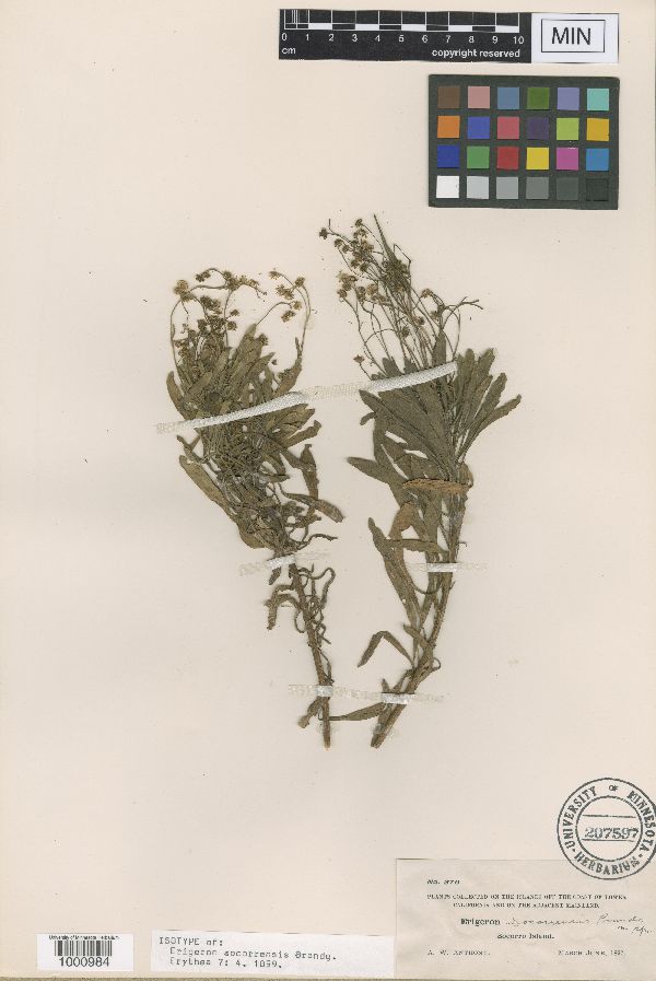 Erigeron socorrensis image