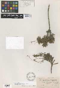 Erigeron socorrensis image