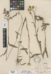 thumbnail image of current specimen
