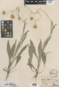 Erigeron glabellus var. glabellus image