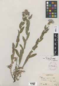 Image Associated With the Occurrence